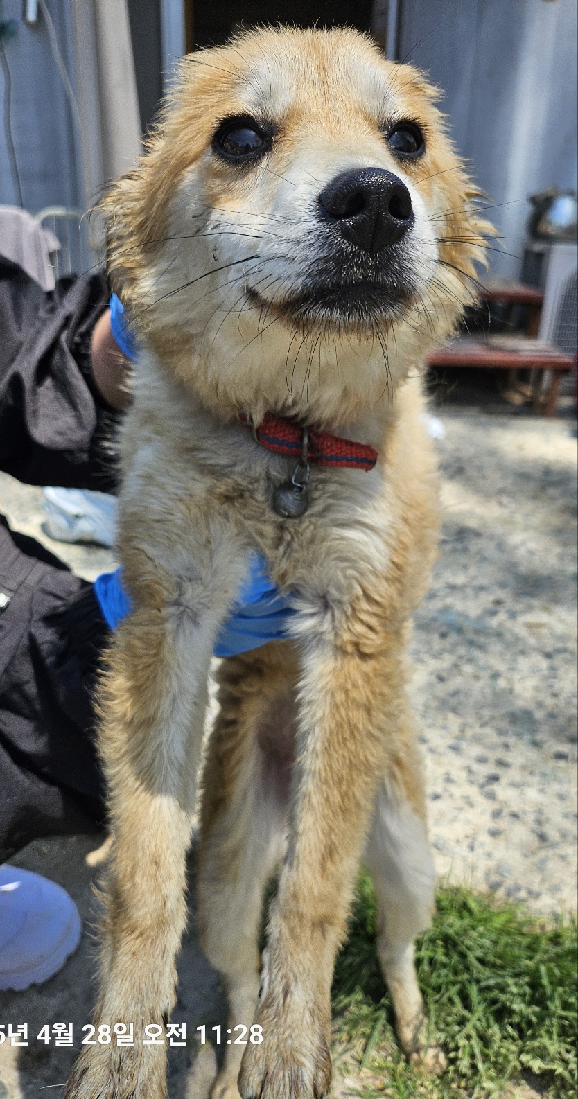 울산유기동물보호센터_431373202500530